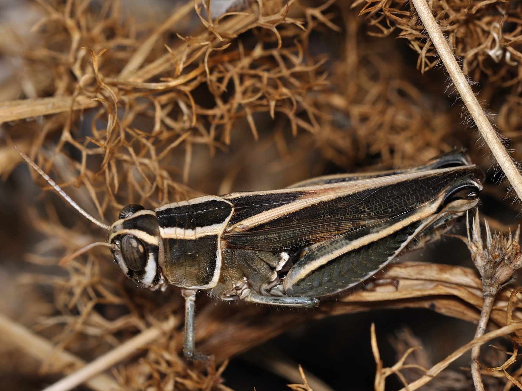 Acrididae - Calliptamus barbarus ?